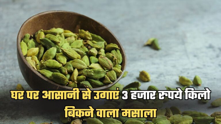 Cardamom-घर पर आसानी से लगाएं 3 हजार रुपये किलो बिकने वाला मसाला