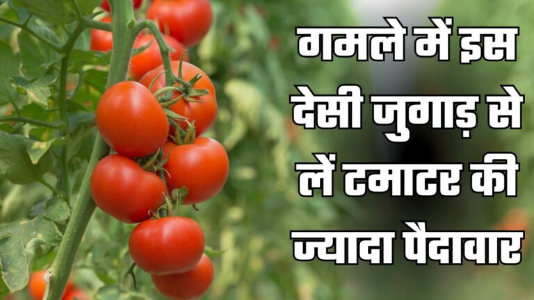 Tomato plant- पौधे से ज्यादा टमाटर लेने का देसी जुगाड़, कर देगा हैरान