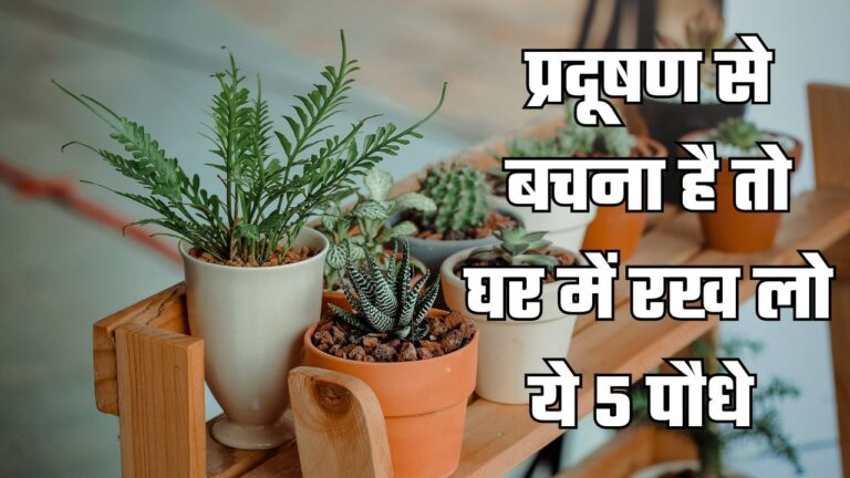 जिसके घर में हैं ये 5 पौधे, उन्हें प्रदूषण से घबराने की जरूरत नहीं