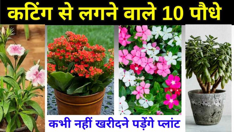 कटिंग से लगने वाले 15 प्लांट, किसी भी मौसम में लगाओ