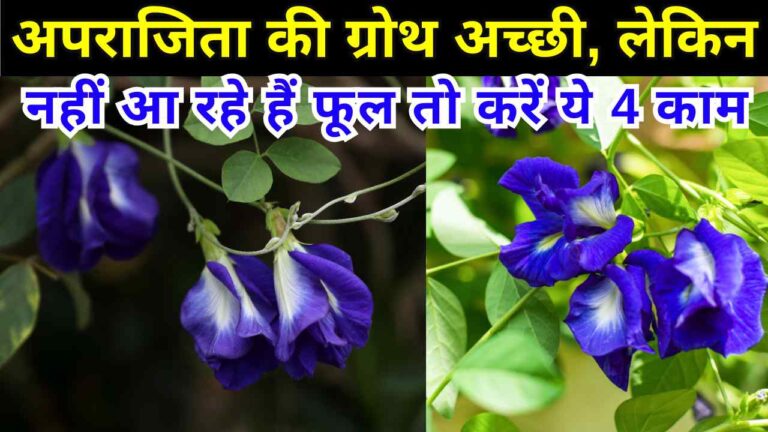 अपराजिता की ग्रोथ अच्छी, लेकिन नहीं आ रहे हैं फूल तो करें ये 4 काम