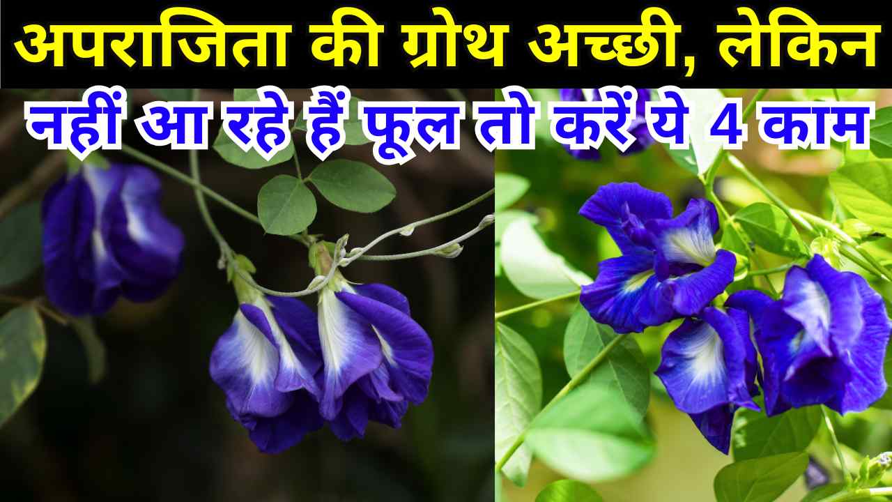aprajita