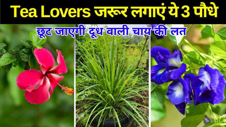चाय के शौकीन घर मे जरूर लगाएं ये 3 पौधे