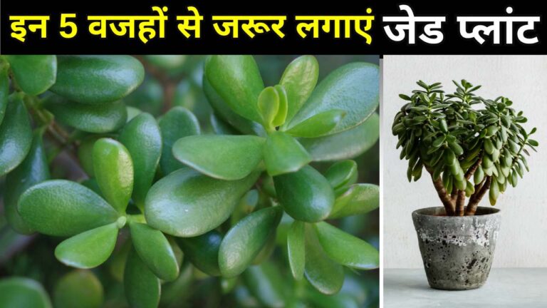 इन 5 वजहों से गार्डन में जरूर लगाएं जेड प्लांट
