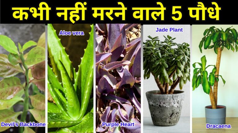 कभी नहीं मरने वाले 5 पौधे, किसी भी कंडीशन और मौसम में रहेंगे जिंदा