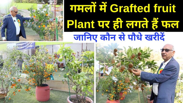 गमलों में Grafted fruit Plant पर ही लगते हैं फल, जानिए कौन से पौधे खरीदें