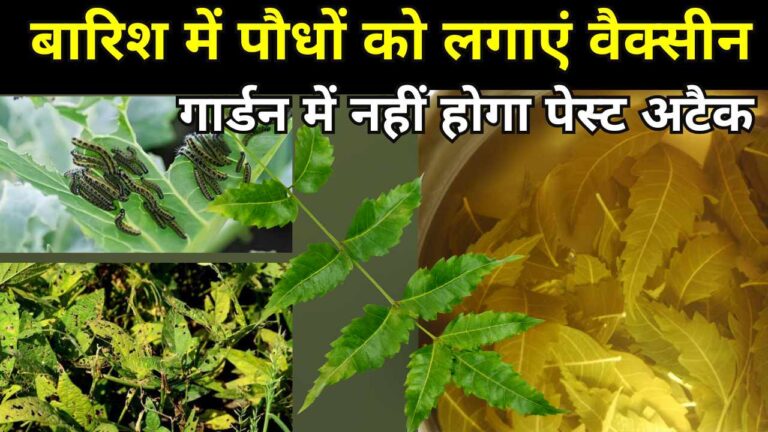 बरसात में वैक्सीन का काम करेगा नीम के पत्तों का स्प्रे, नहीं होगा पेस्ट अटैक