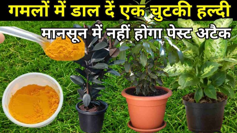 हर गमले में डाल दो एक-एक चम्मच हल्दी, जानिए क्या होगा फायदा