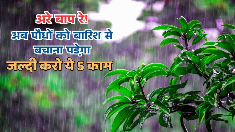 लगातार बारिश में पौधों को बचाने के 5 आसान तरीके