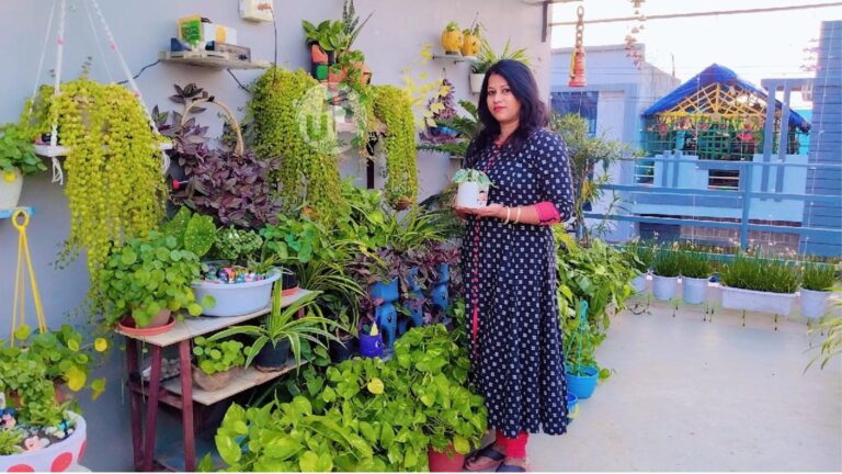 ज़ेड प्लांट और मनीप्लांट से छत पर शानदार गार्डन: आसान देखभाल के टिप्स