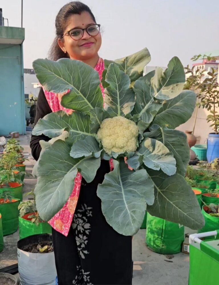 डॉक्टर को लगा गार्डनिंग का कीड़ा, छत को बना दिया खेत, 100% Organics Vegetables